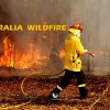 Australia Bushfires and Its Devastating Impact on Wildlife